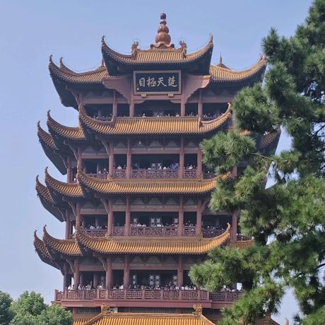 一棵大草