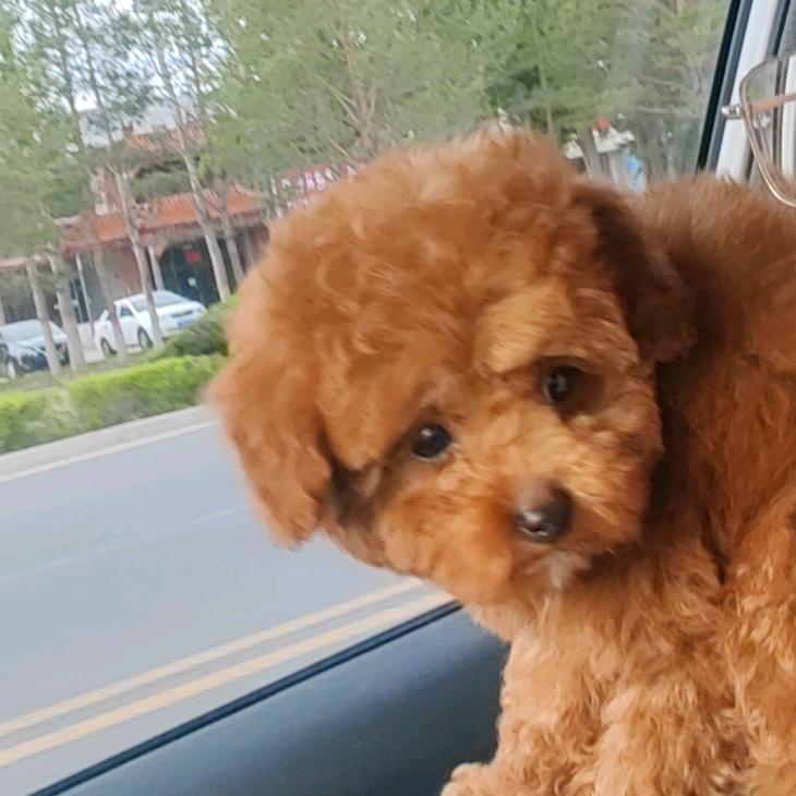 妈妈说这么长的名字只有笨蛋才会全部读完