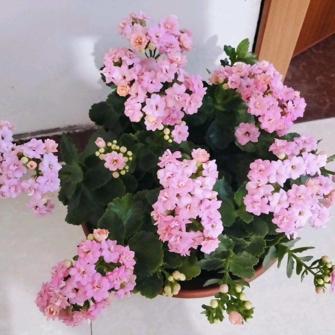 莫愁