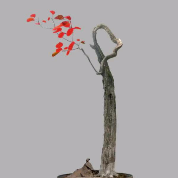 聚宝阁园艺