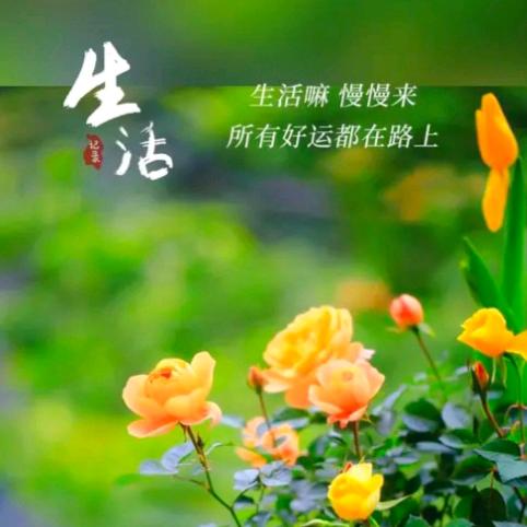 🇨🇳淡若清风🍃