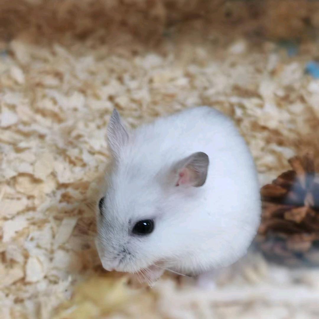 摩西
