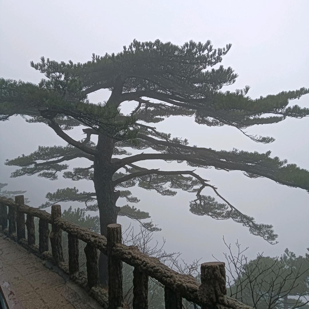 海子哥