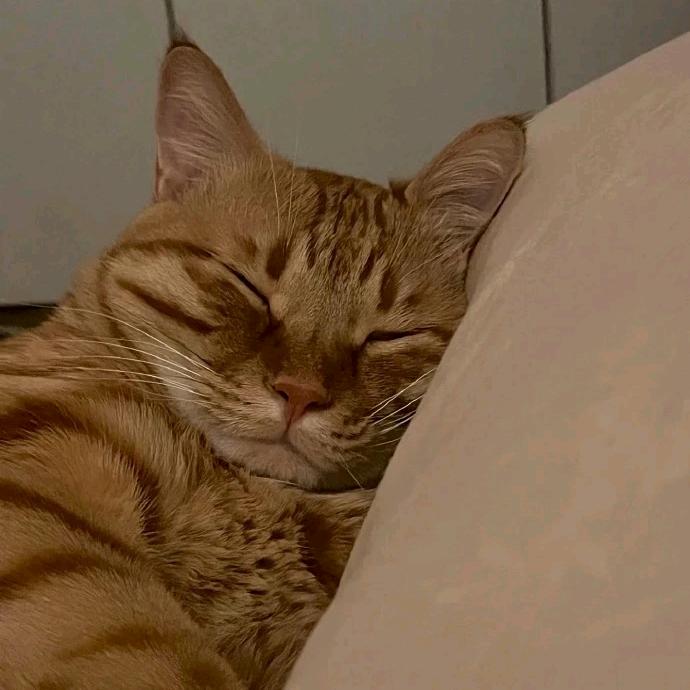 Cato