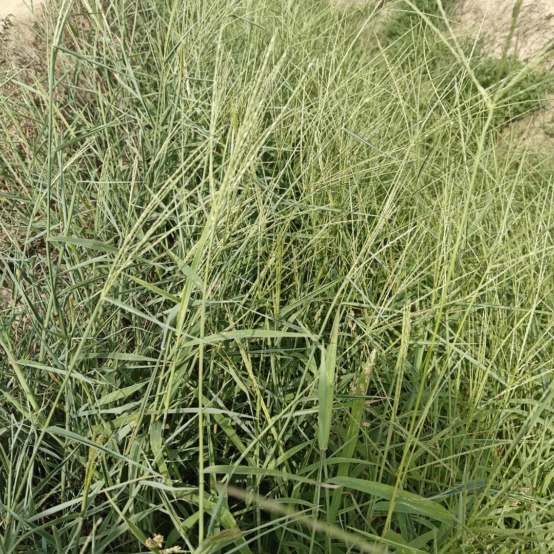 高枕无忧