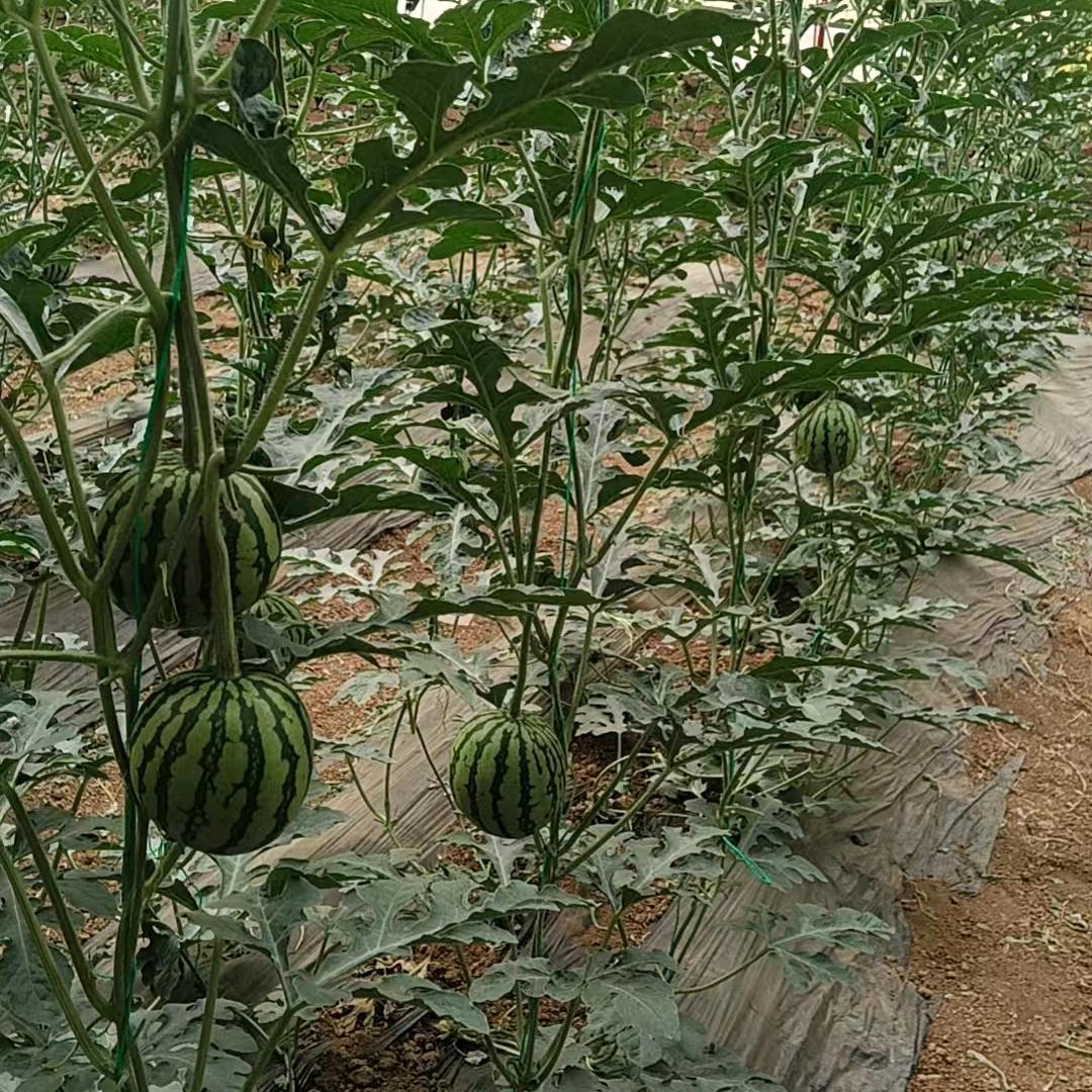小陈瓜果蔬菜种植基地