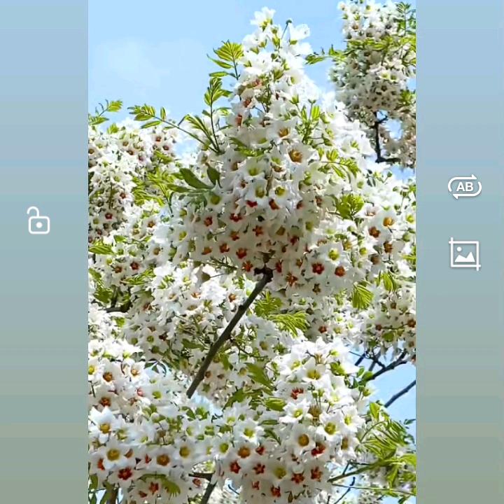 清风🍏🍏