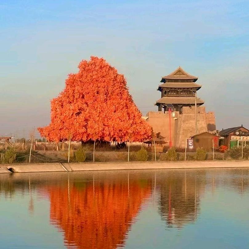 戊狗大师