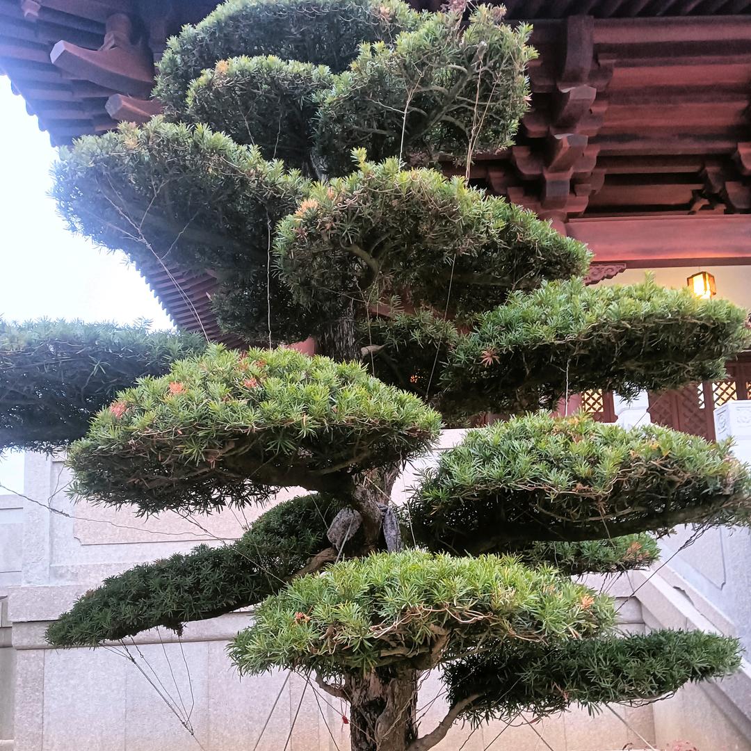 忘情水