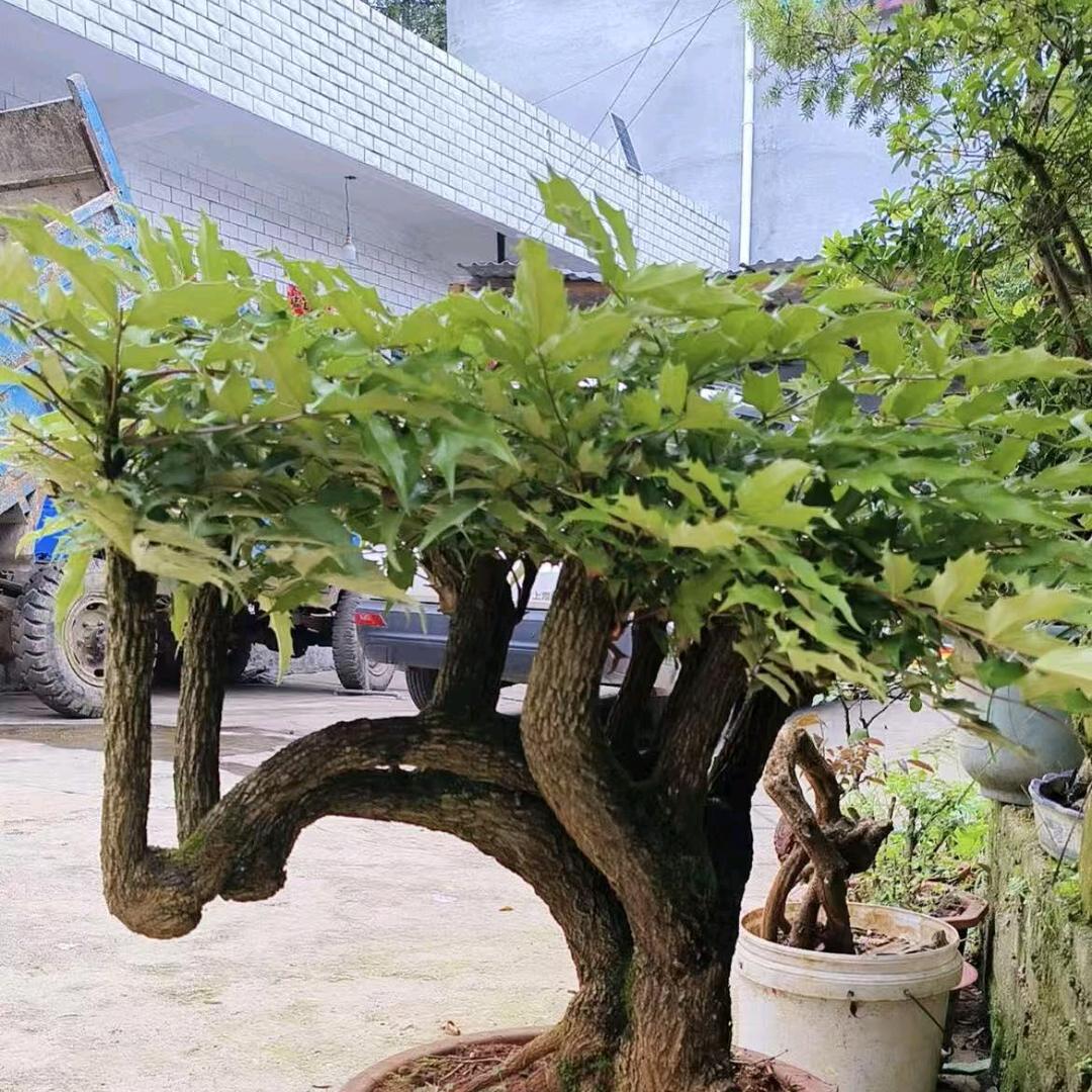玩盆景的人
