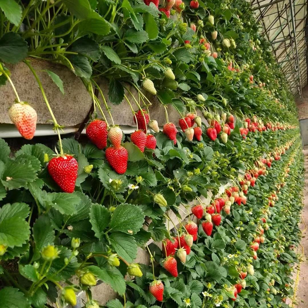 丹东99草莓直达