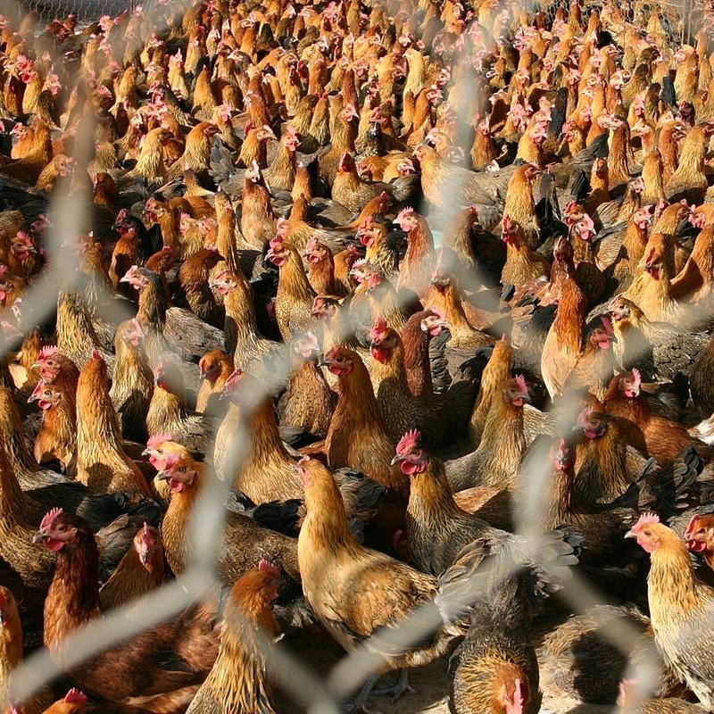 90后农村养鸡人