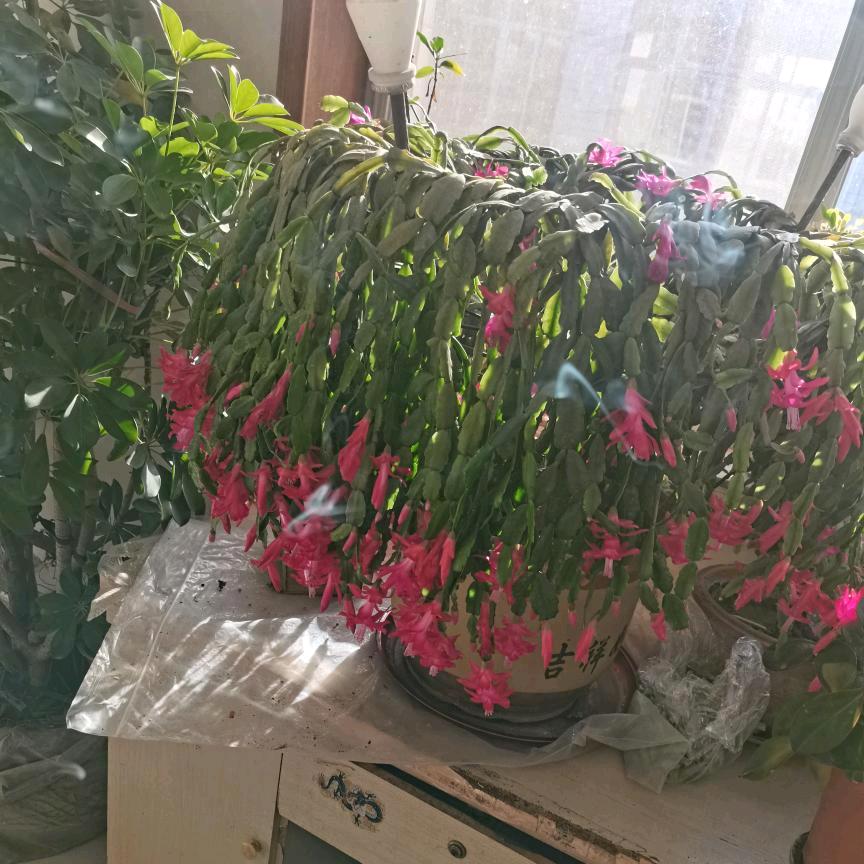 顺风顺水