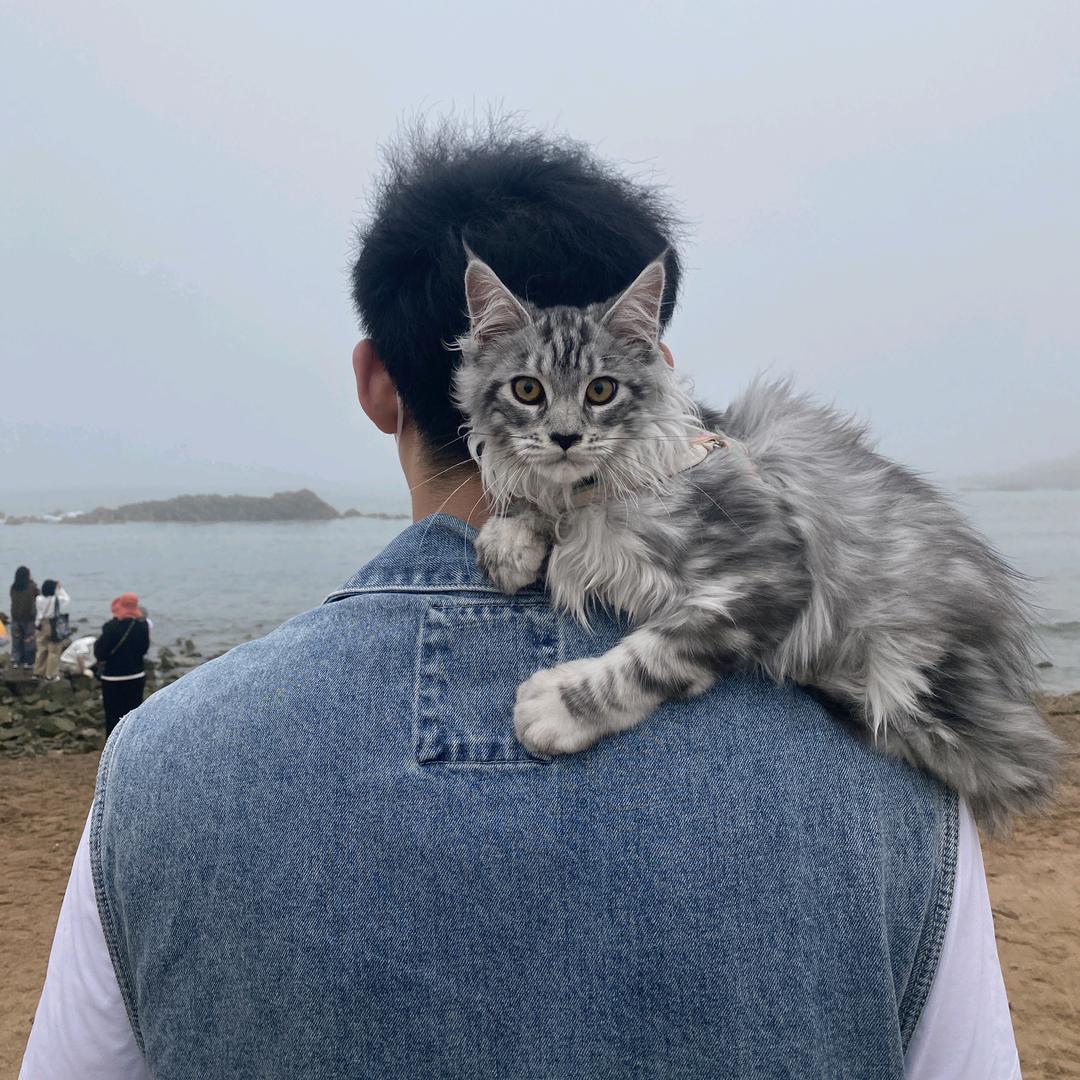 蜘蛛侦探