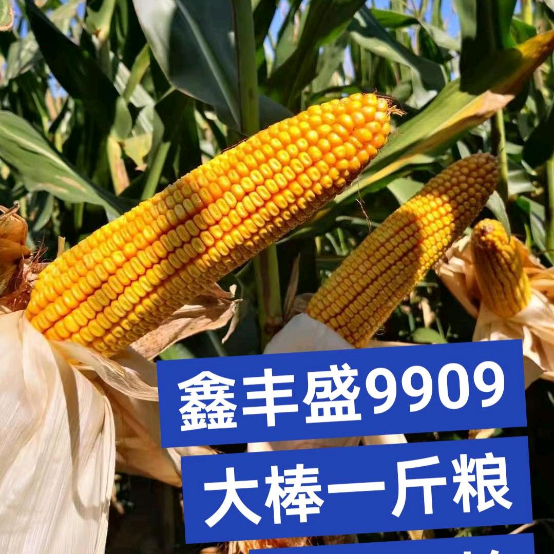 桦甸划拉姐