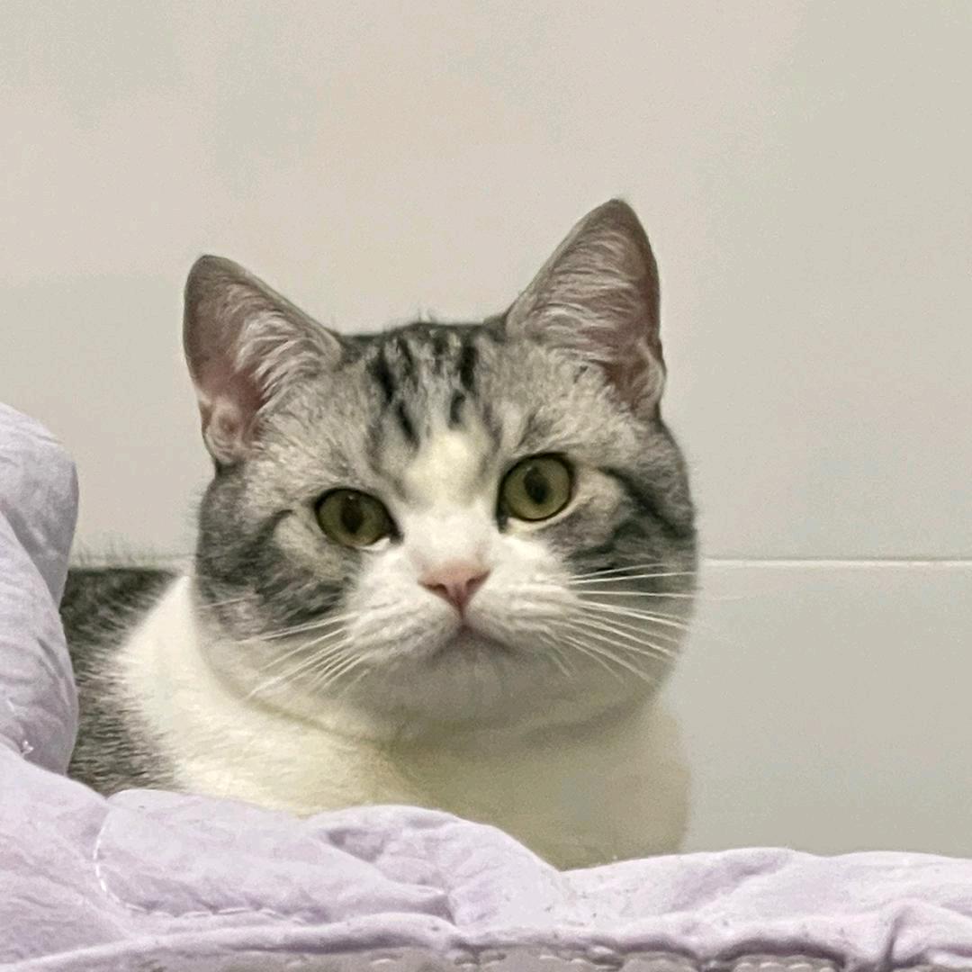 猫哥