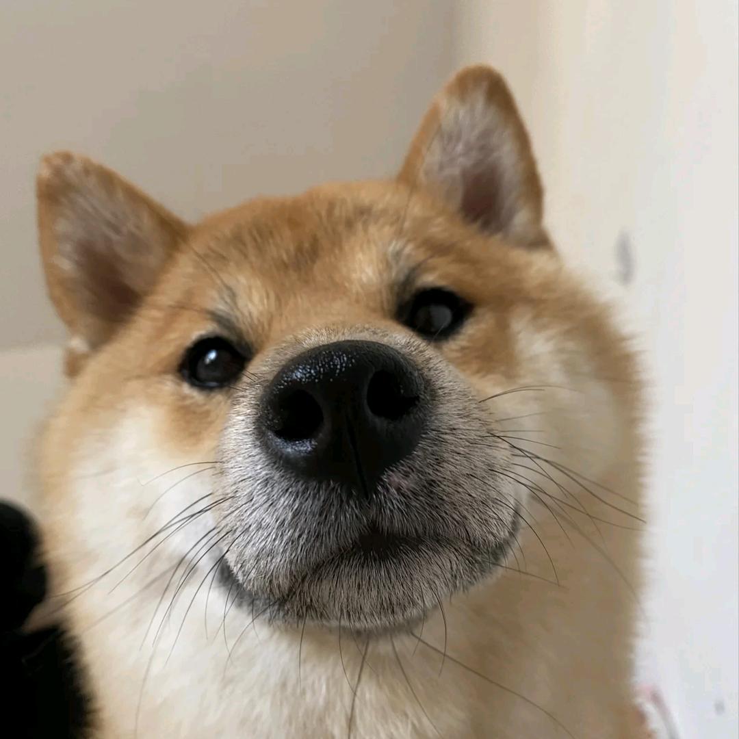 九爷