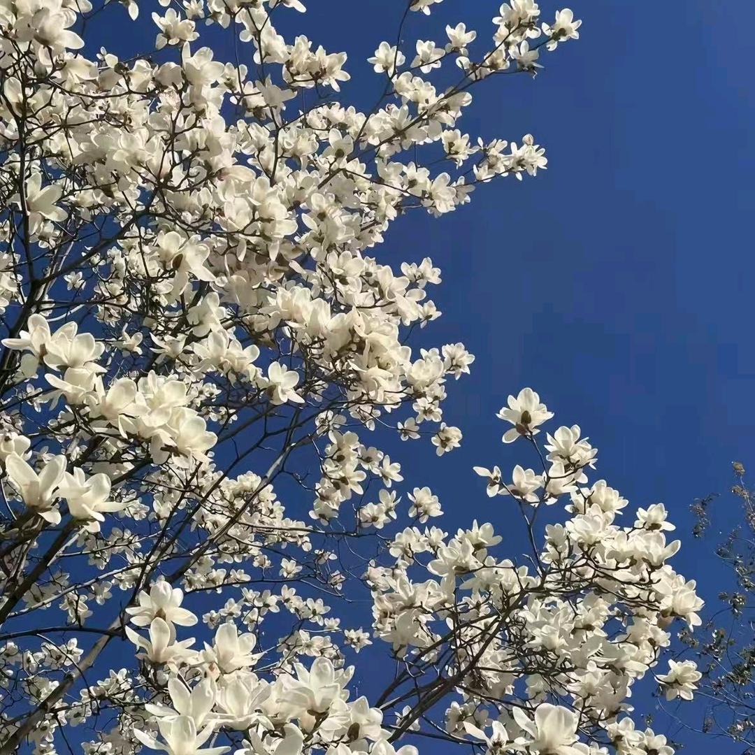 王成乐专属材料精选店