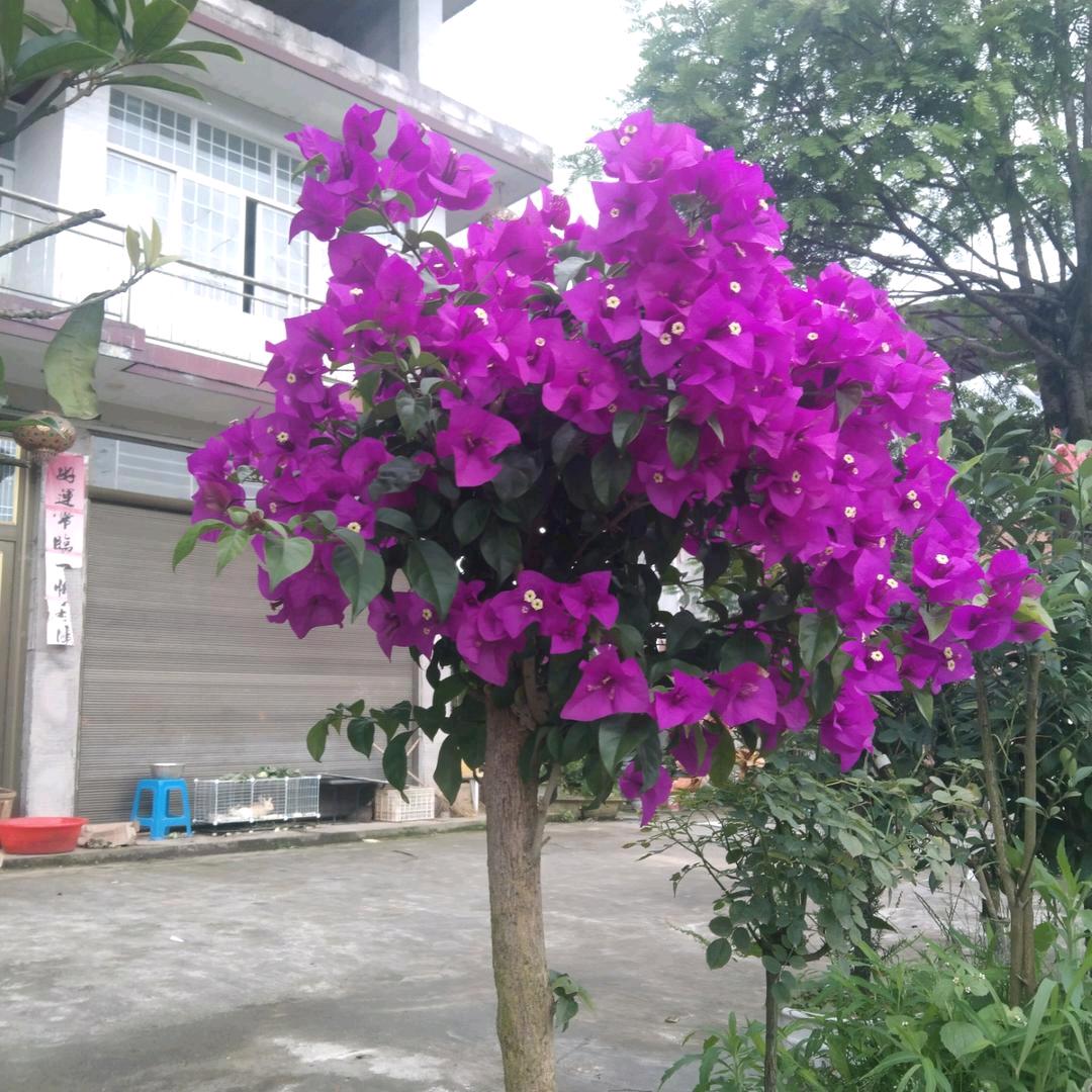 往事已随风✌️✌️