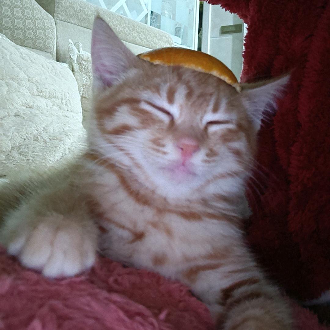 ☘️💞闹心的野玫瑰☘️🌺☘