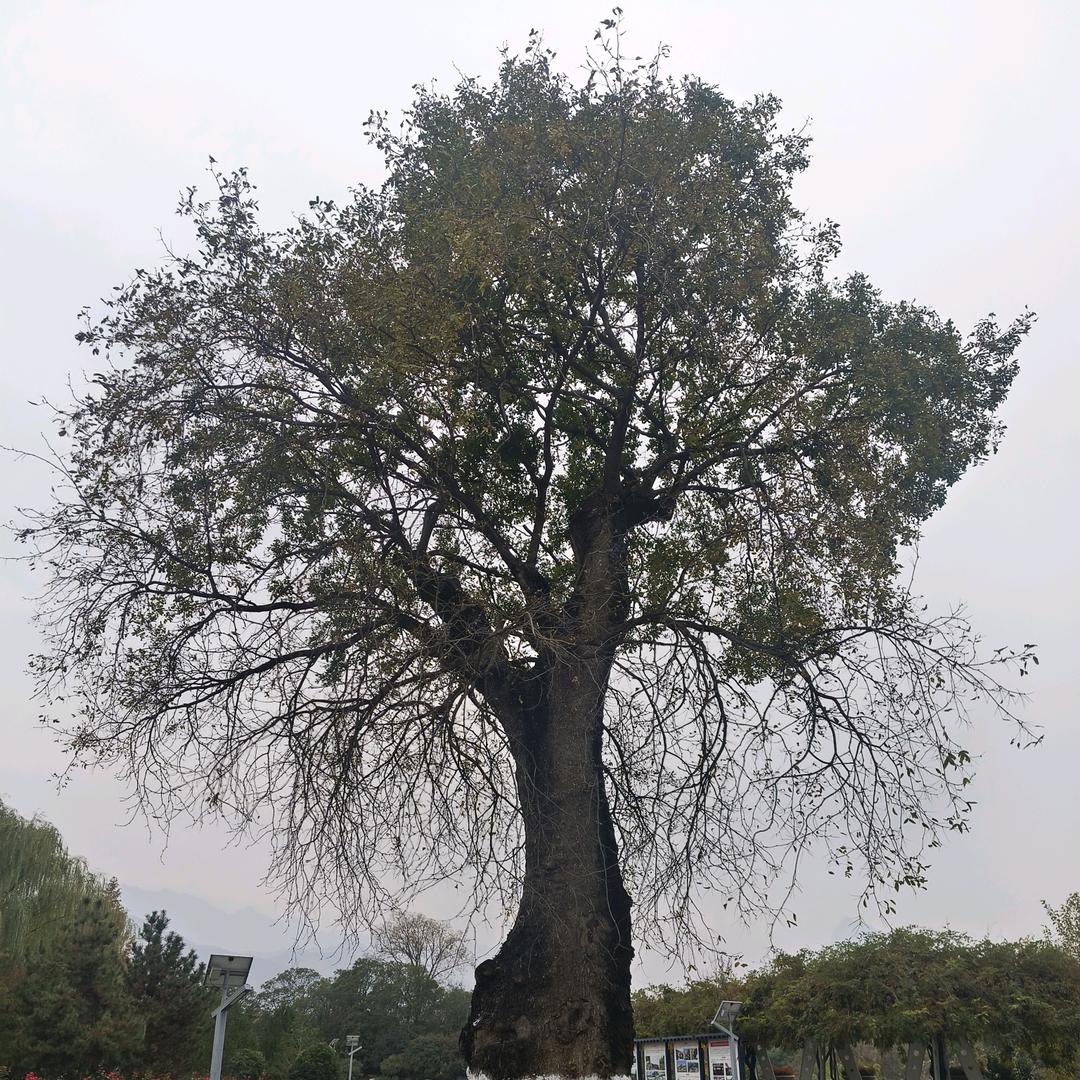 陕西单招特招专家