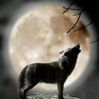 💔孤独的狼🥀