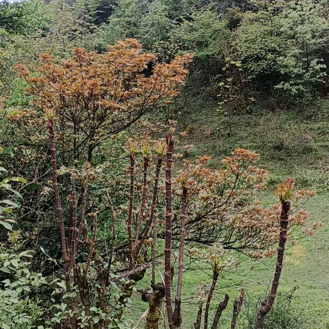 工地妹
