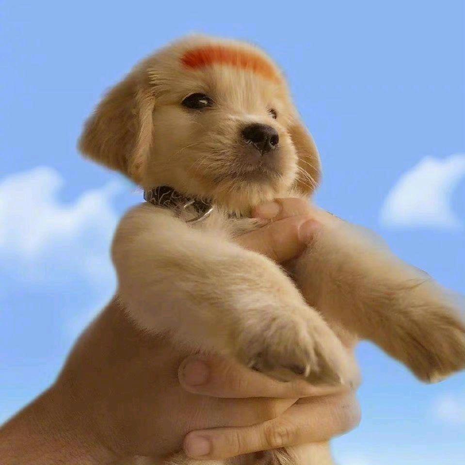 毒蛇青椒