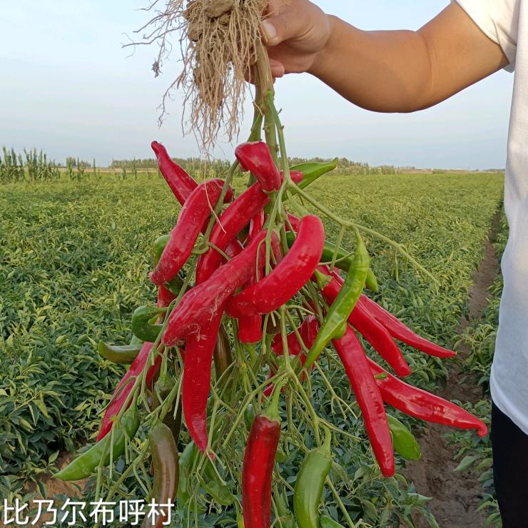 农业人 燕子