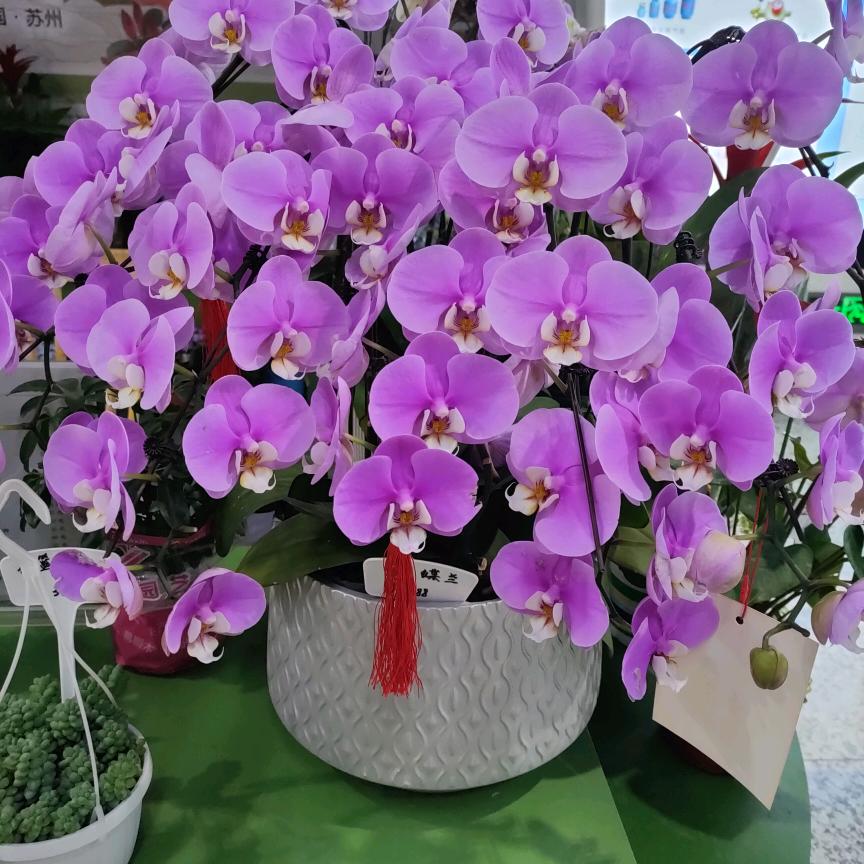 彩云思玥（拒绝私聊)