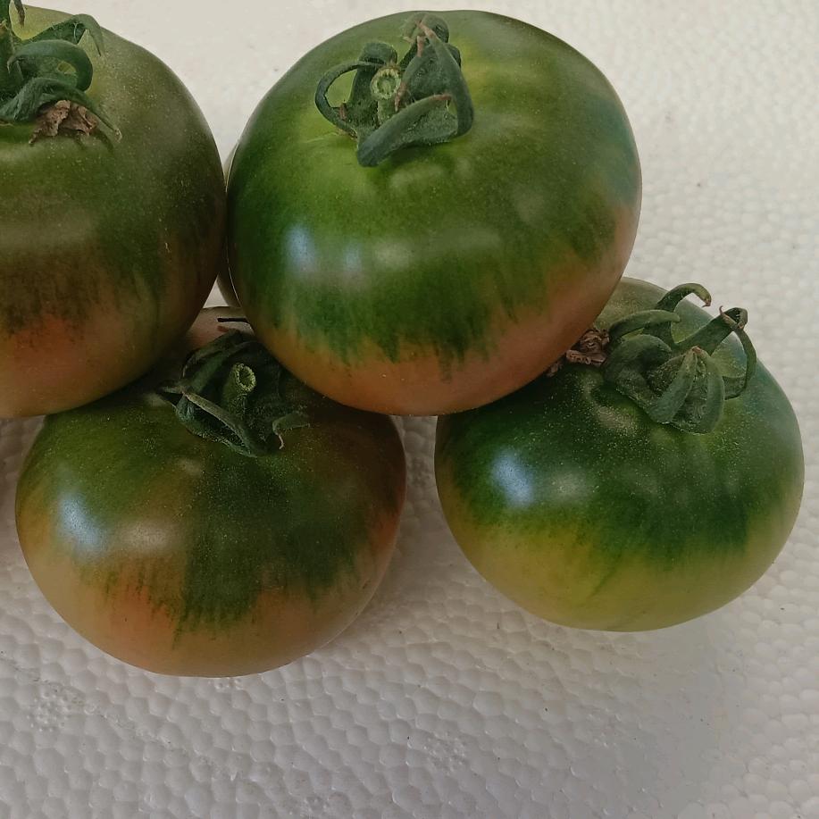 草莓番茄，精品小柿子。