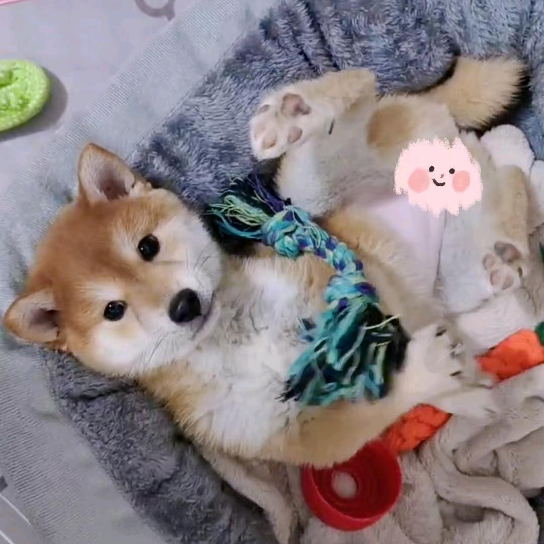 泡芙哦～