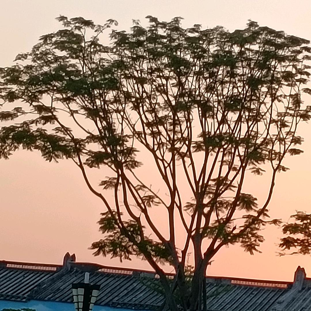 🌸🌸