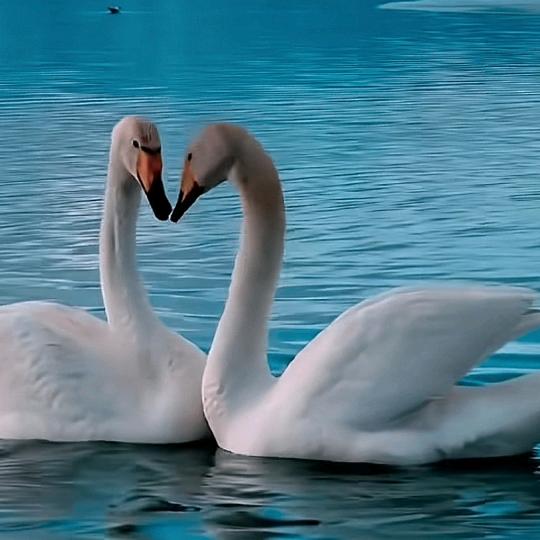 💔《小九九》💔