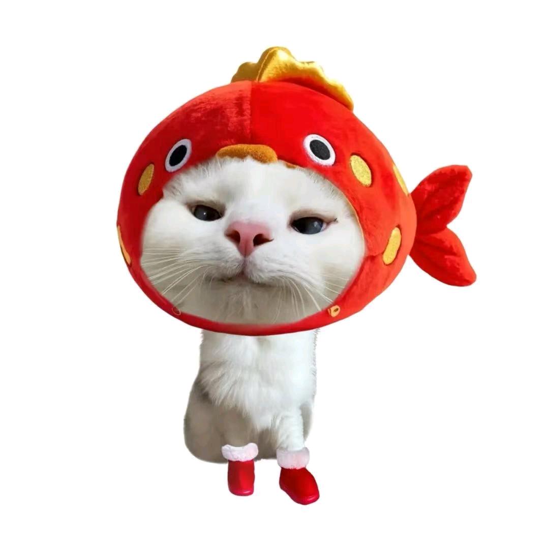 菲洪的快乐日常