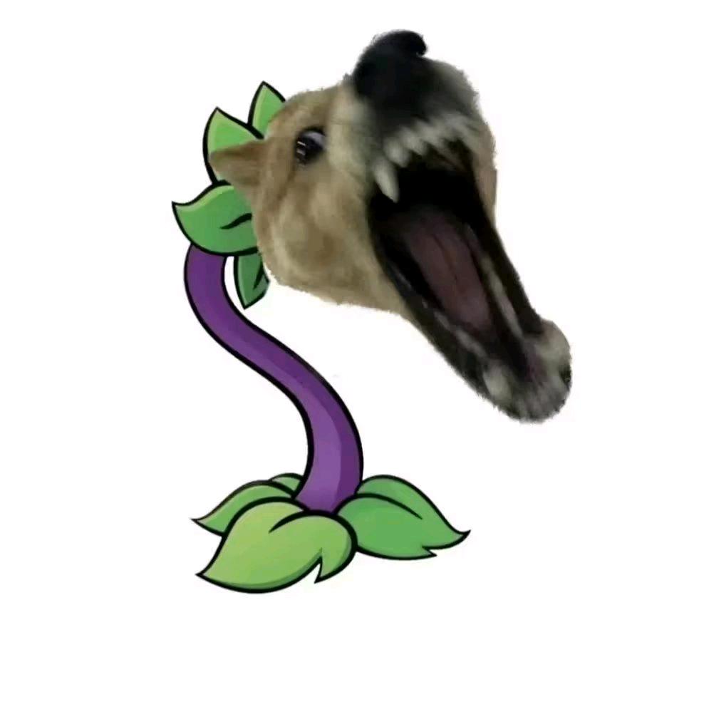cc