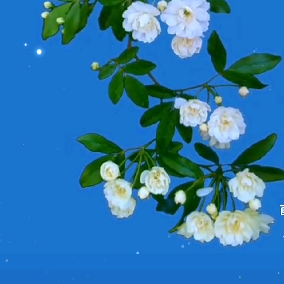 梅花♧映雪
