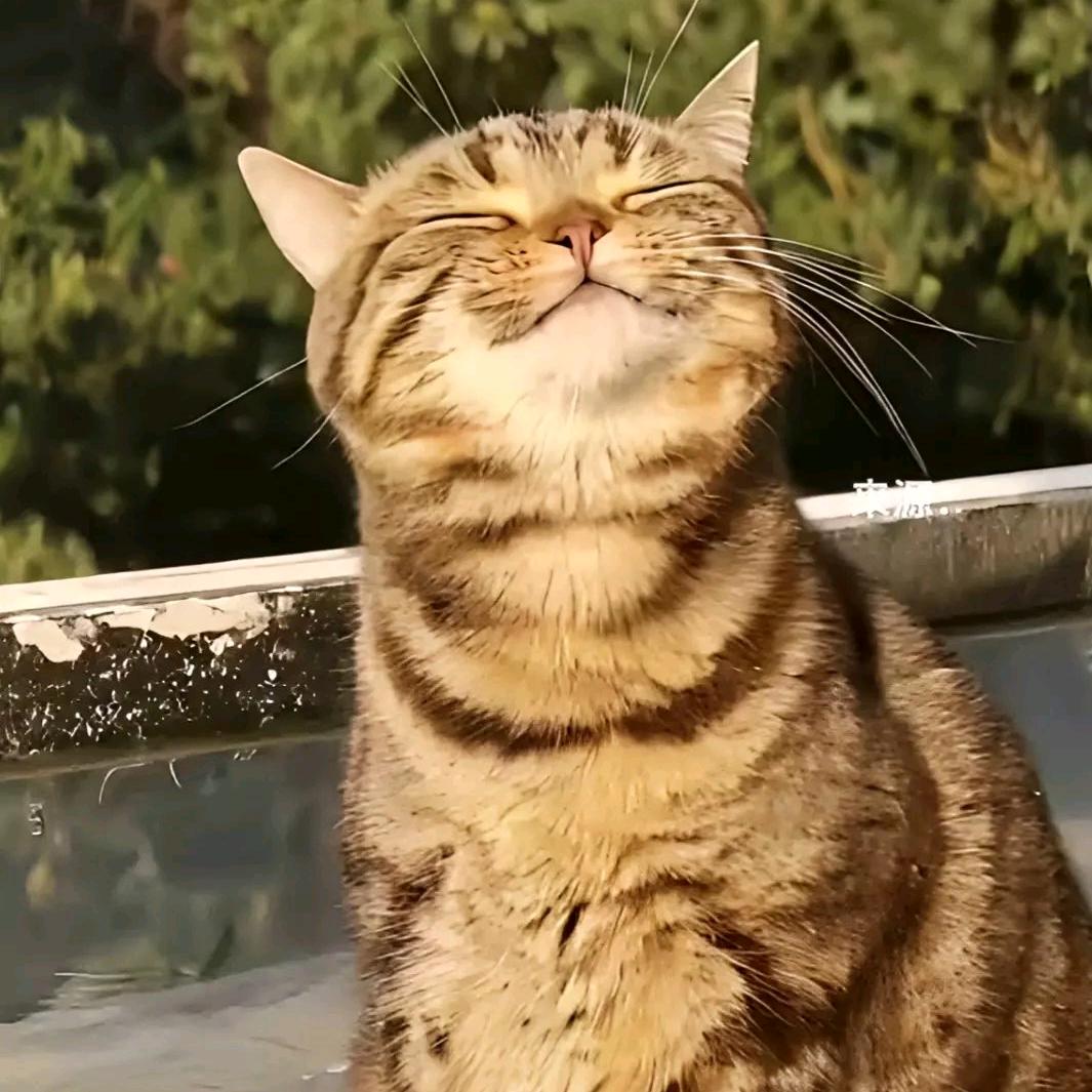清风抚月