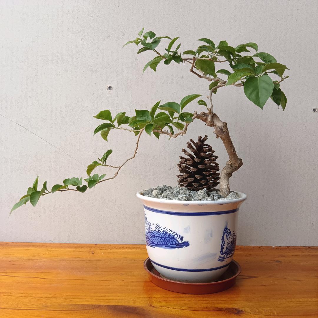 满庭春