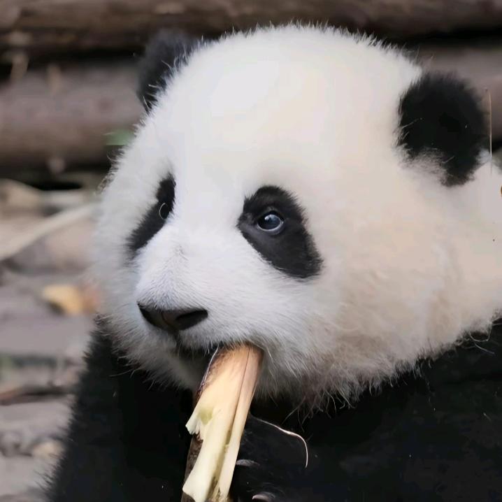 唯一的执着