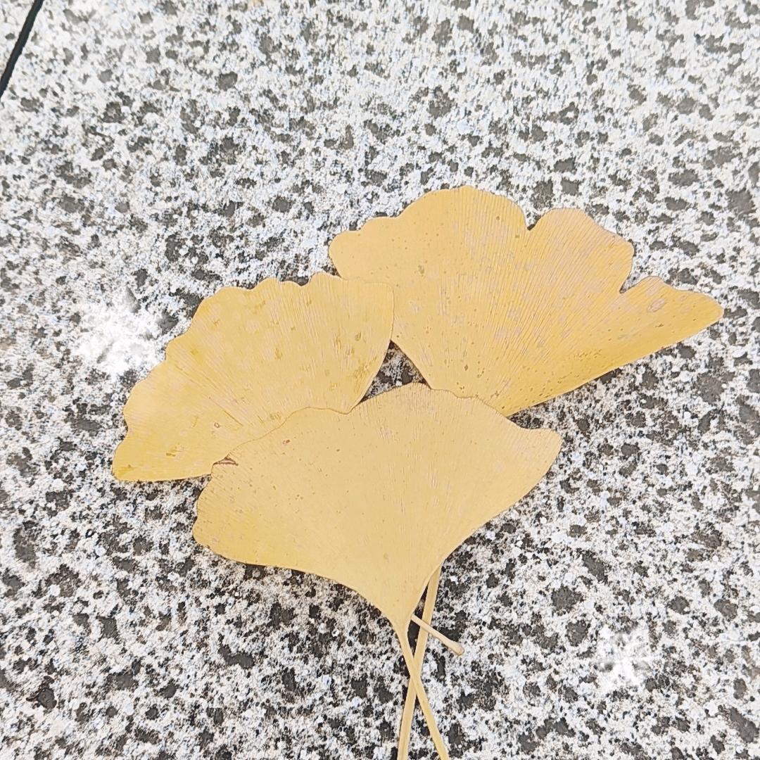 玉白合