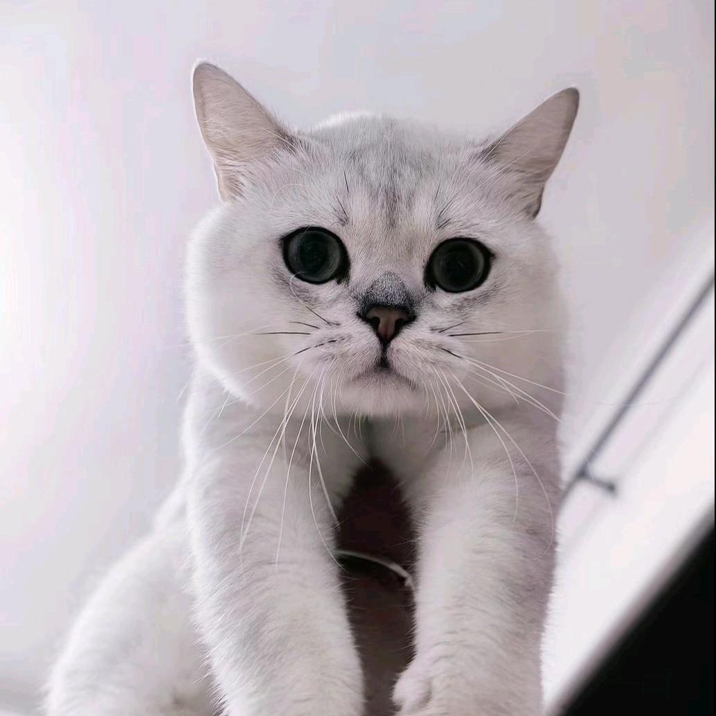 聪聪(u‿ฺu✿ฺ)