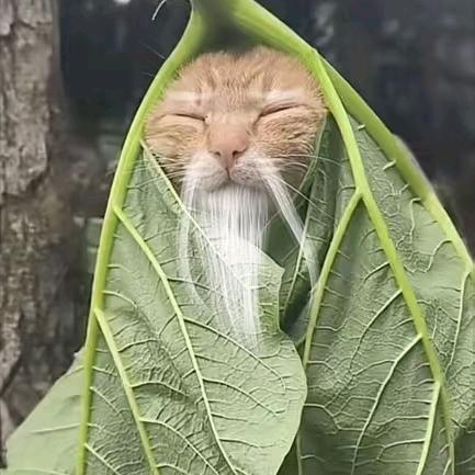 哈基仙（手机维修）