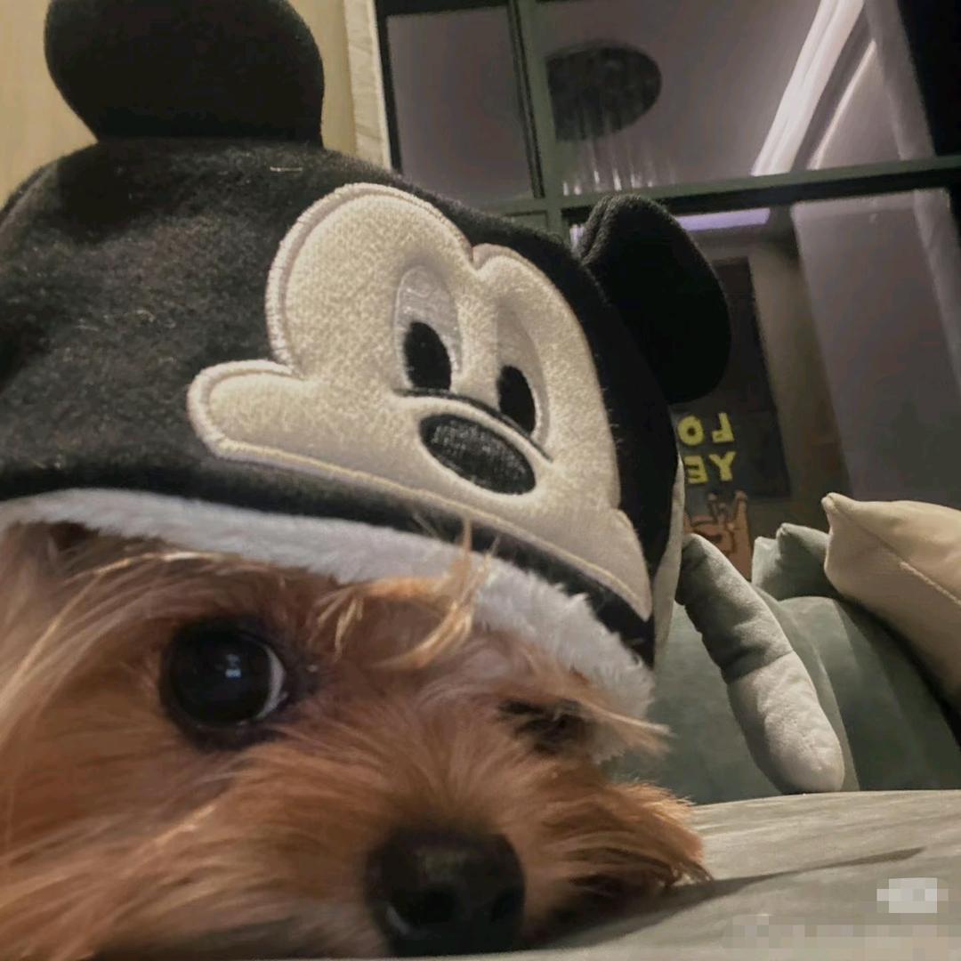 盆盆大王