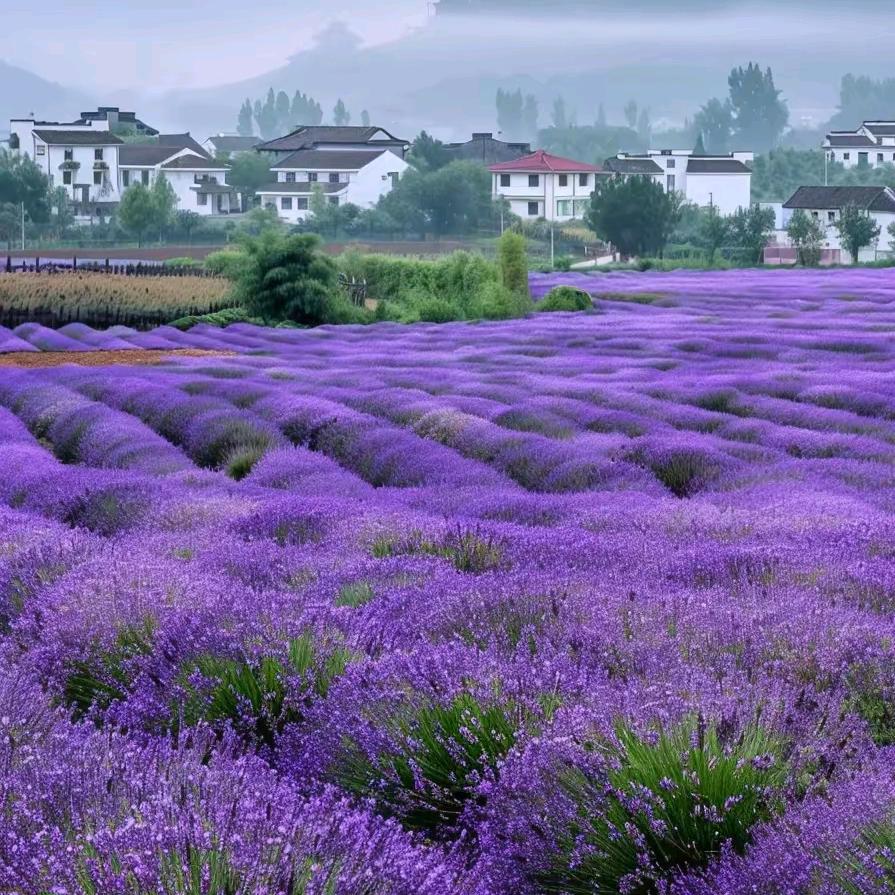 薰衣草/苗