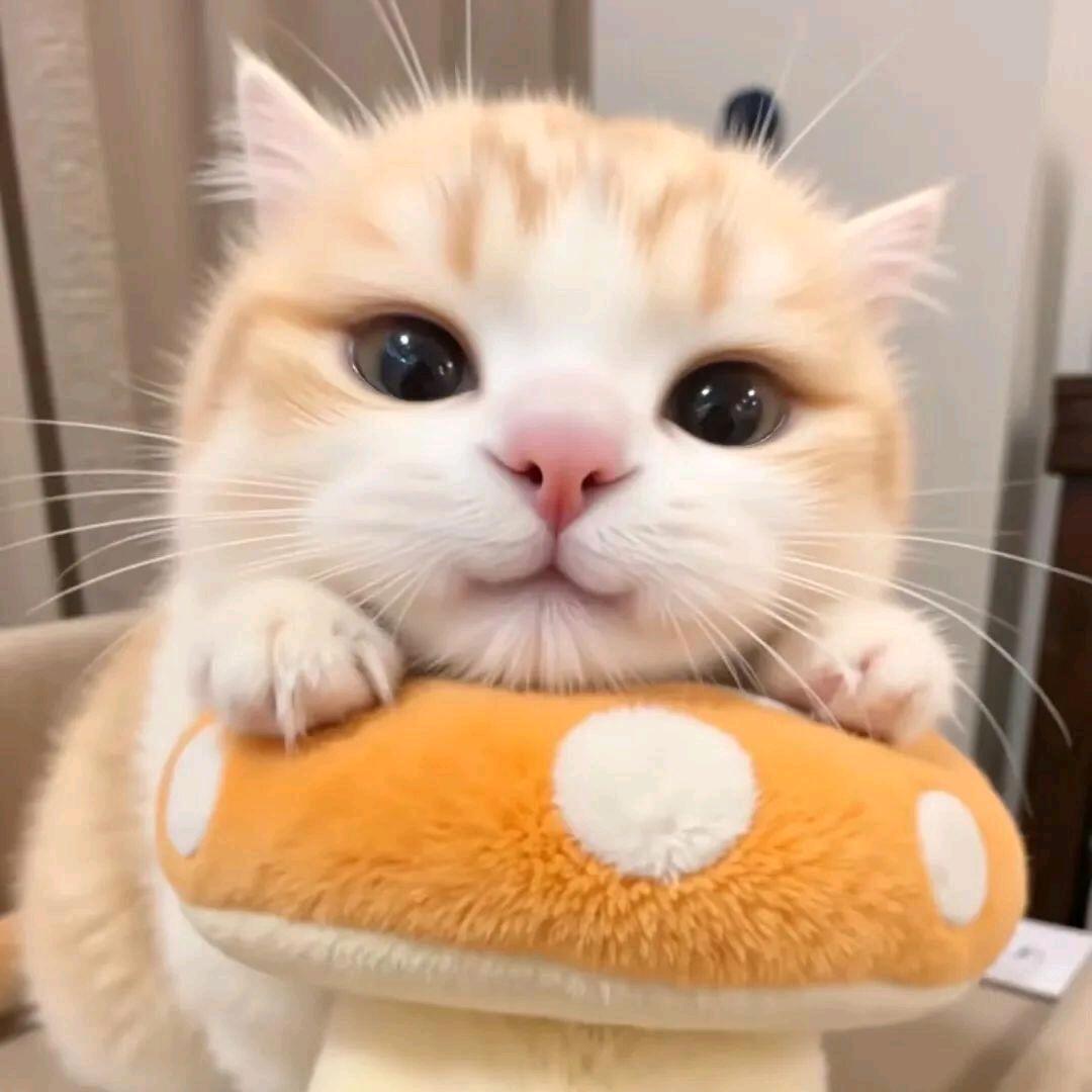 阿呆の崽