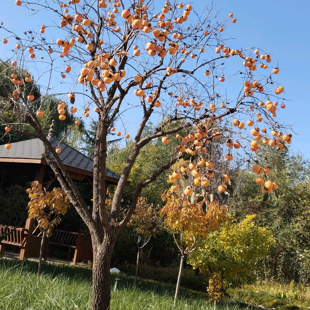 🌸花开花落🌸