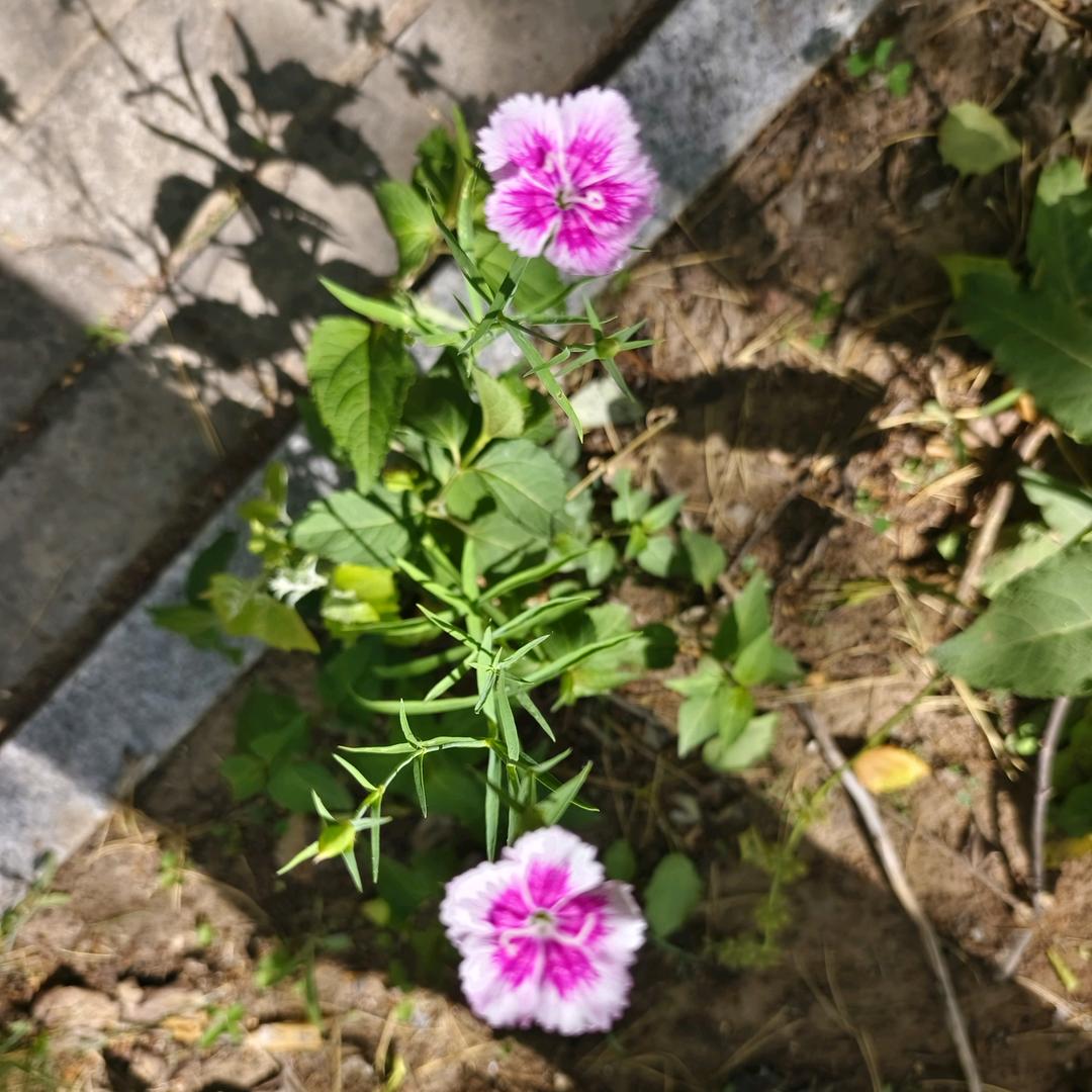 幸运草
