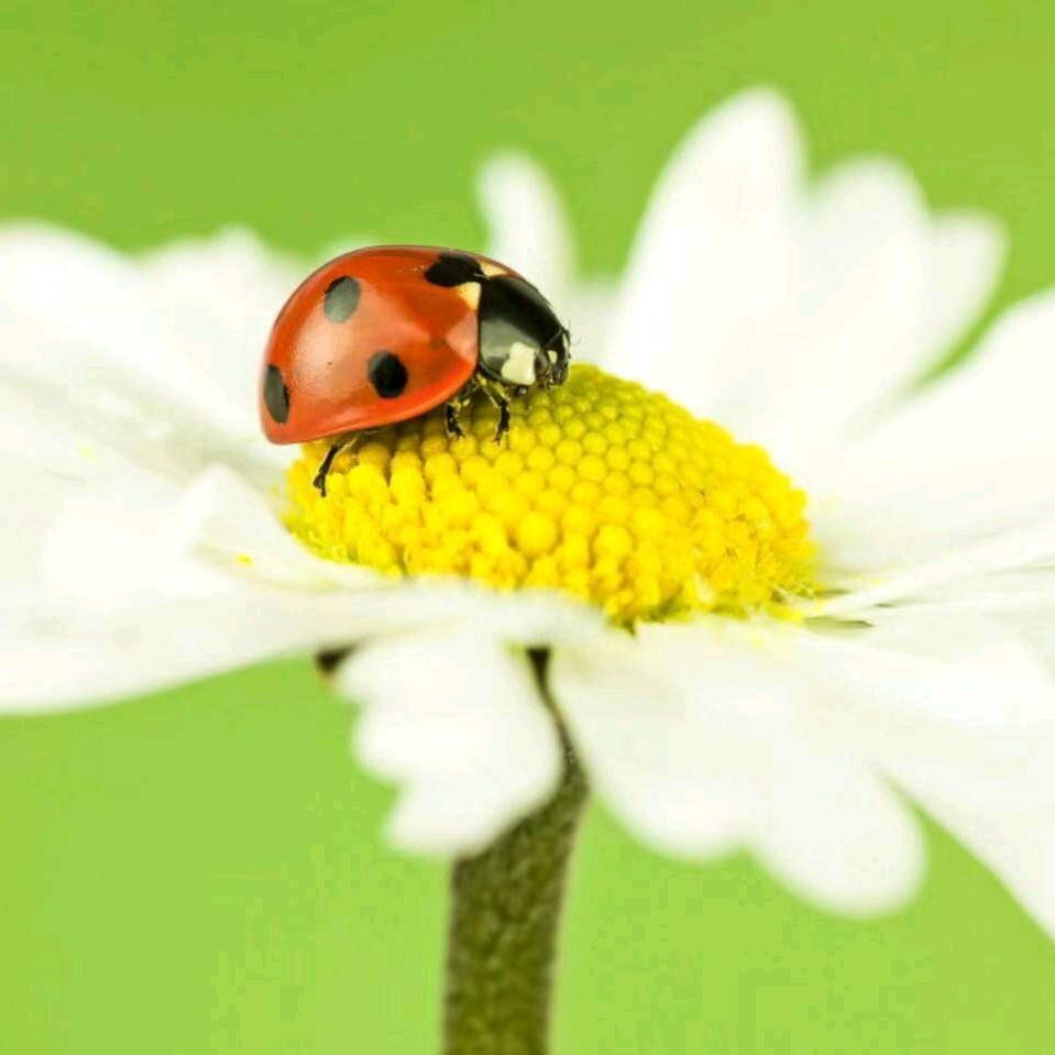 锡盟豪鲜牛羊肉铺