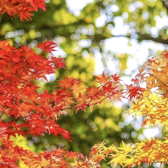 枫叶🍁